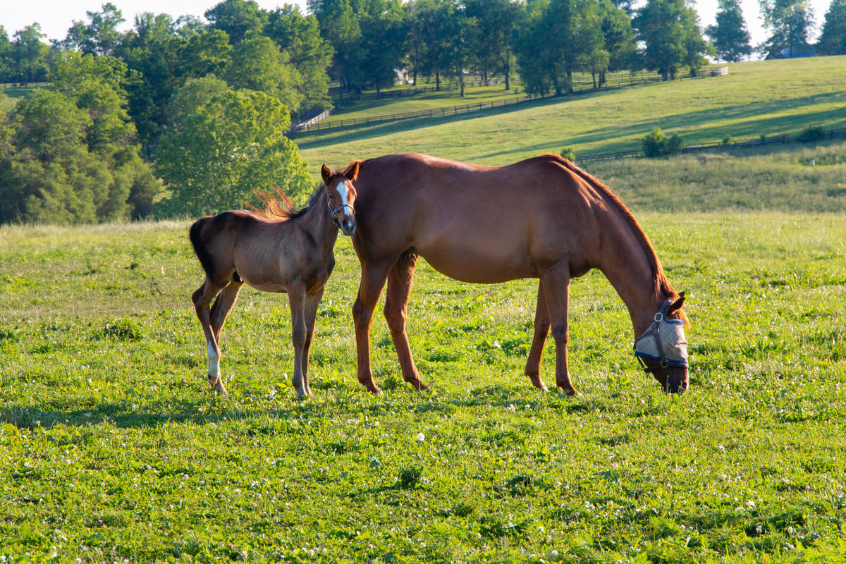 Pastoral Equine Duo Wall Mural