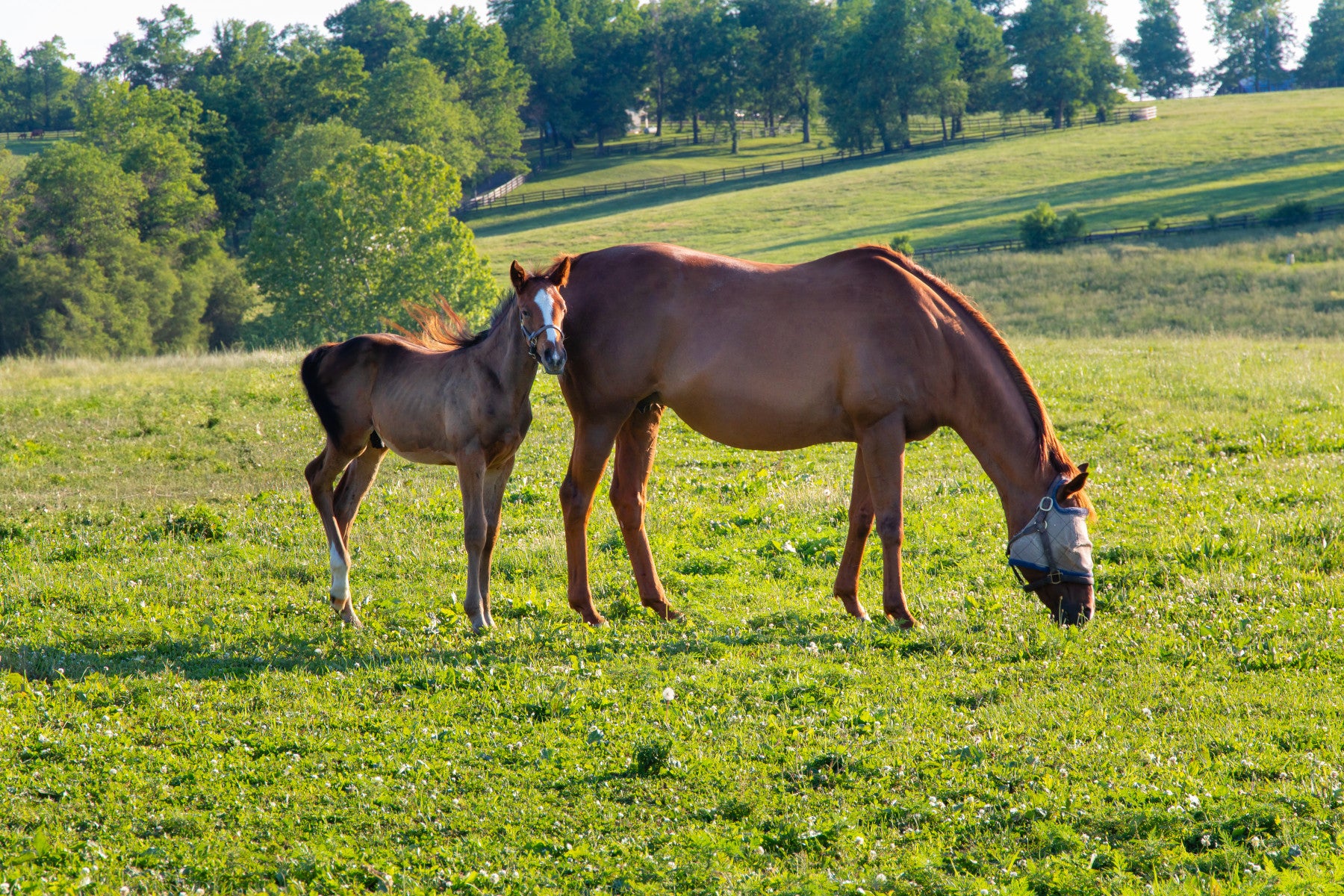 Pastoral Equine Duo Wall Mural in your room — zoomed