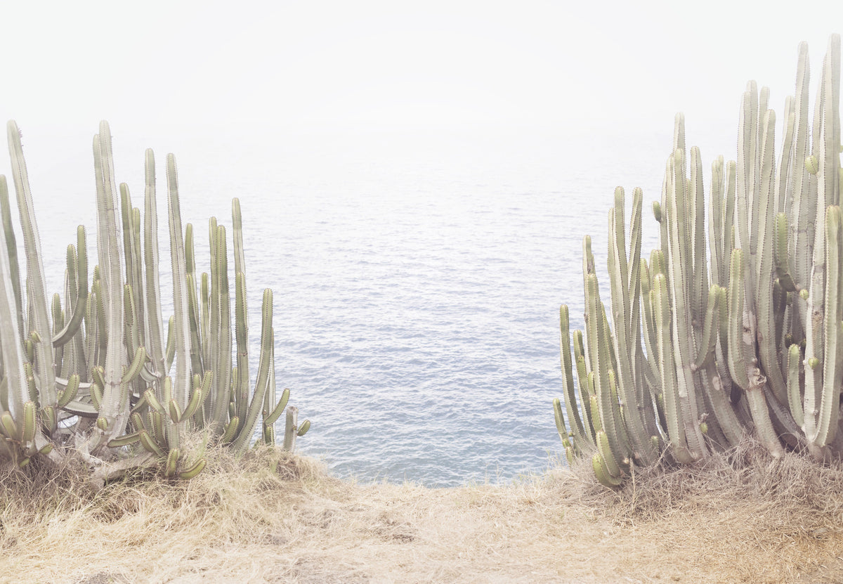Coastal Cactus  Wall Mural in your room