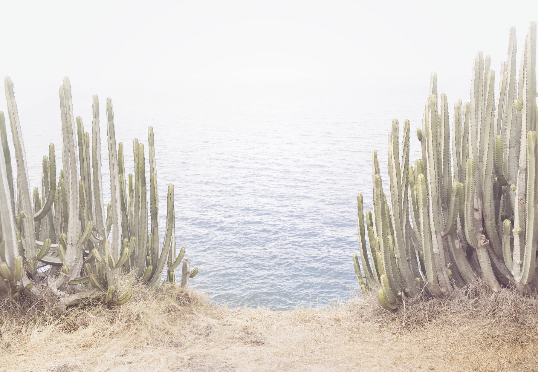Coastal Cactus  Wall Mural in your room — zoomed