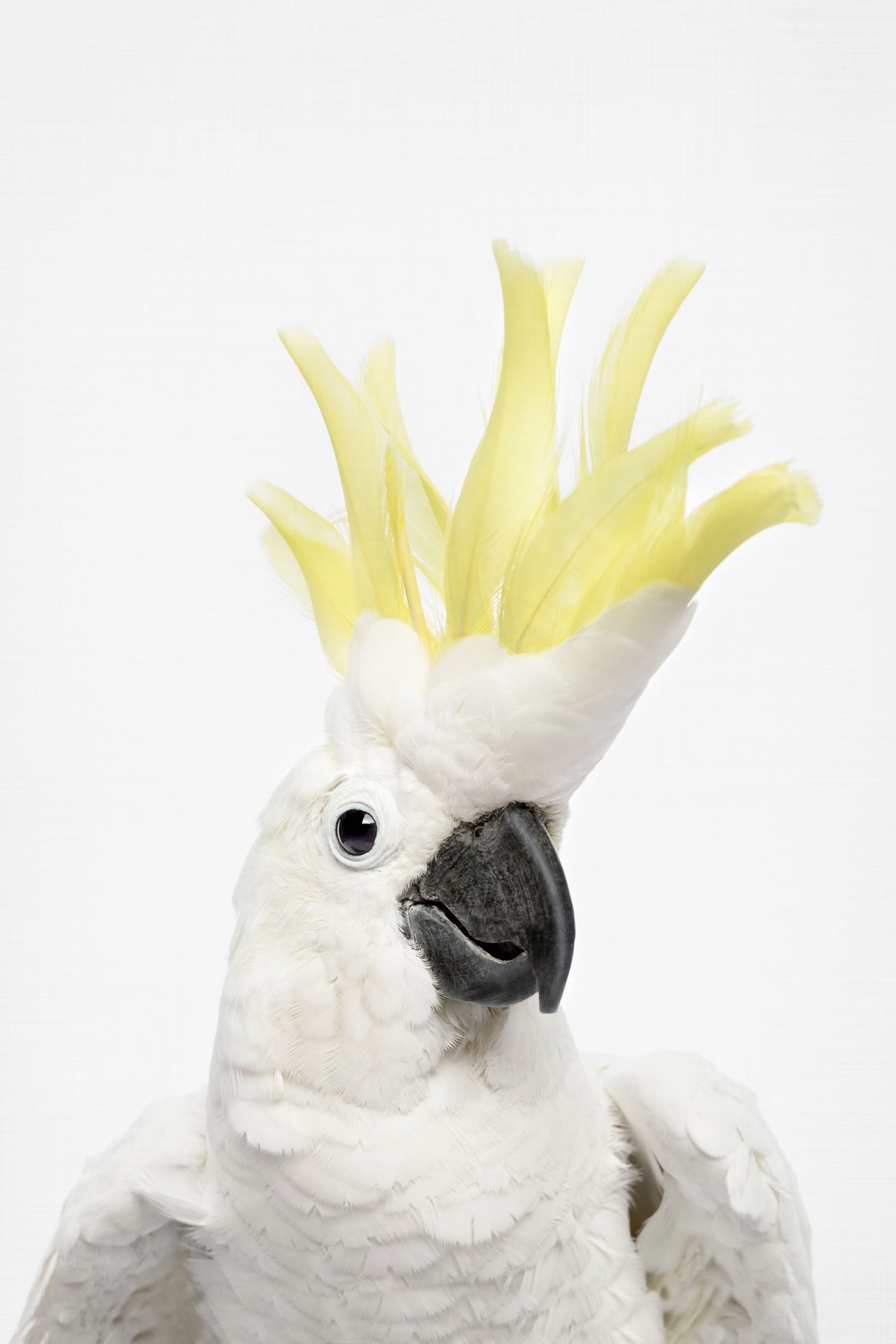 Cockatoo Wall Mural