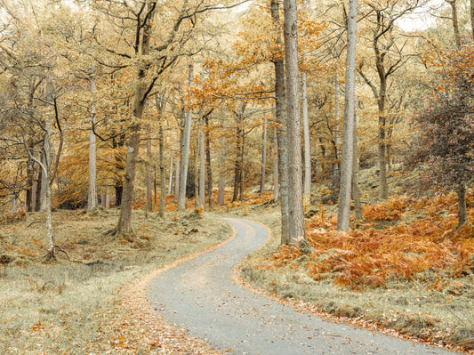 Road Through Forest Wall Mural