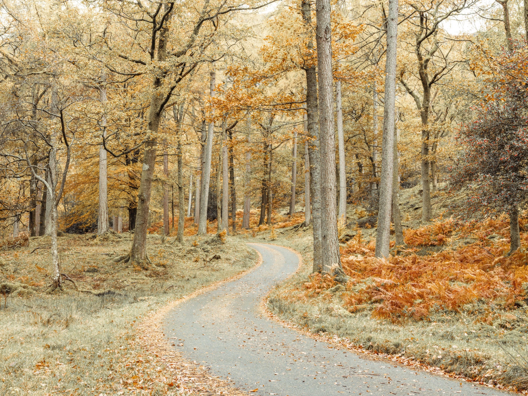 Road Through Forest Wall Mural