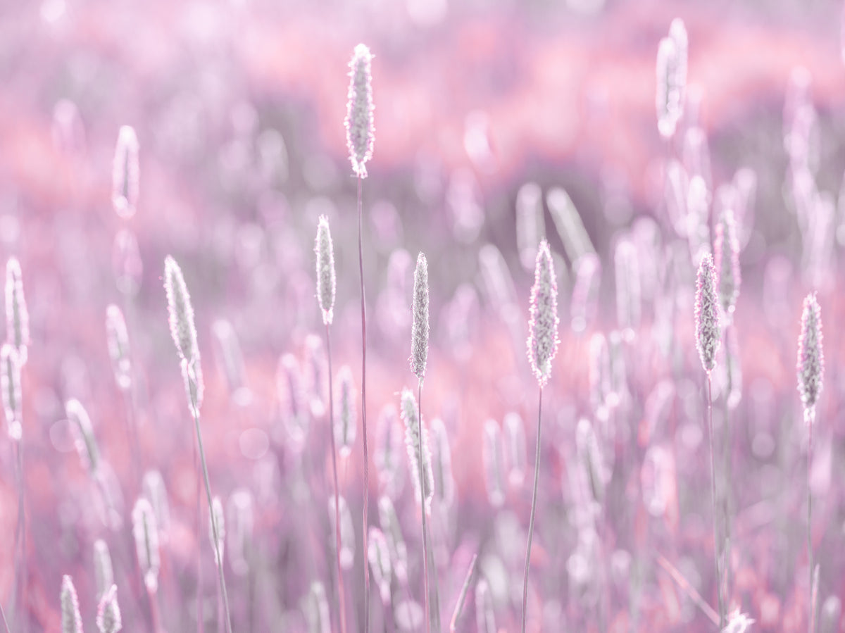 Pink Meadow Wall Mural in your room