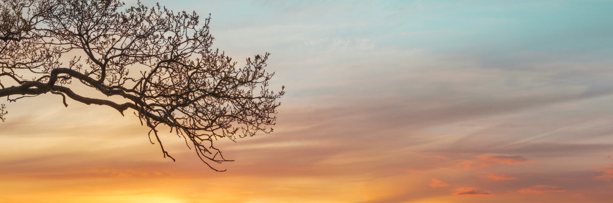 Branches at the Edge of Sunset Wall Mural in your room