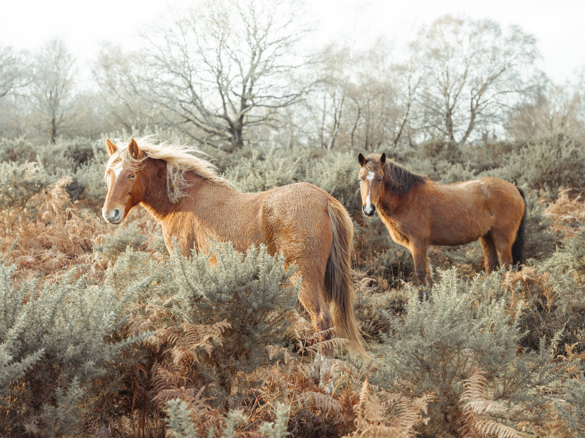 Wild Horses Wall Mural in your room