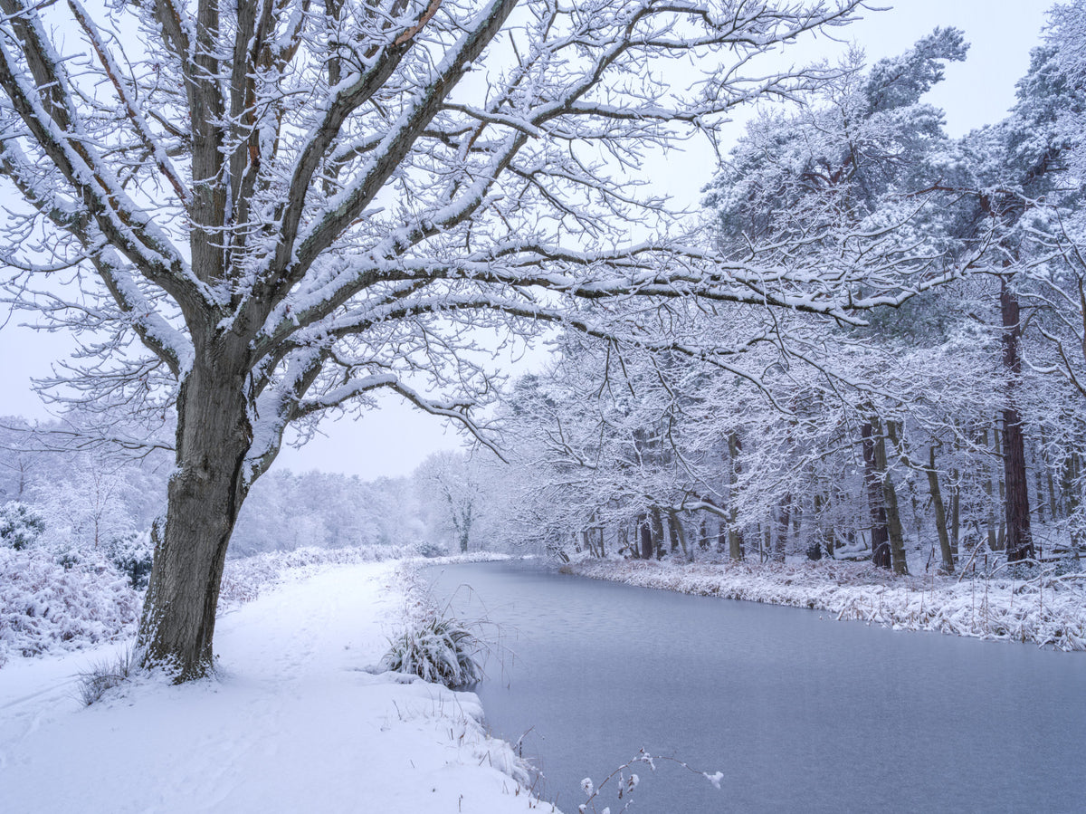 Frozen Wonderland Wall Mural in your room