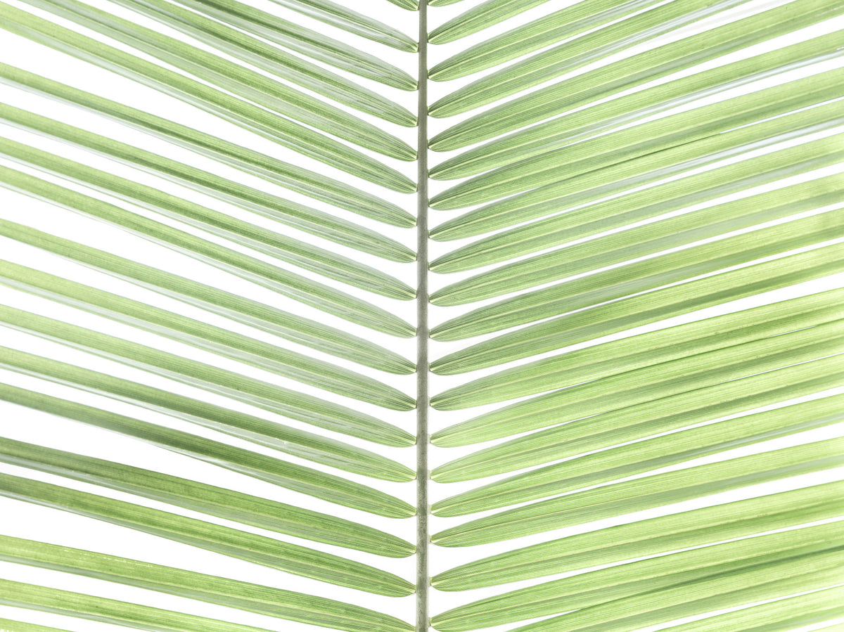 Palm Frond Freshness Wall Mural in your room — zoomed