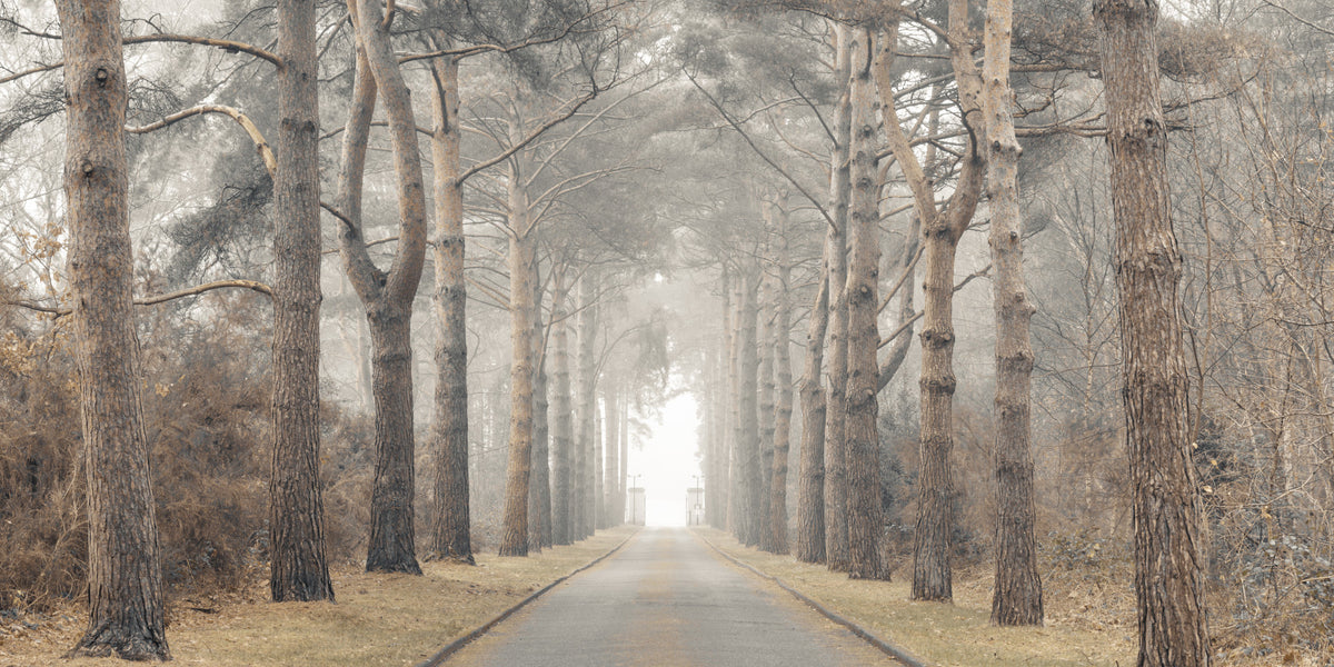 Avenue of Aspiring Giants Wall Mural in your room — zoomed