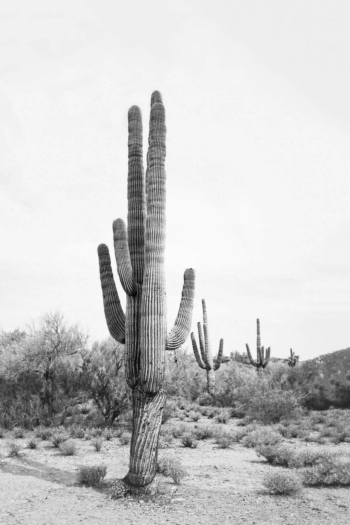 Desert Cactus B&W Wall Mural