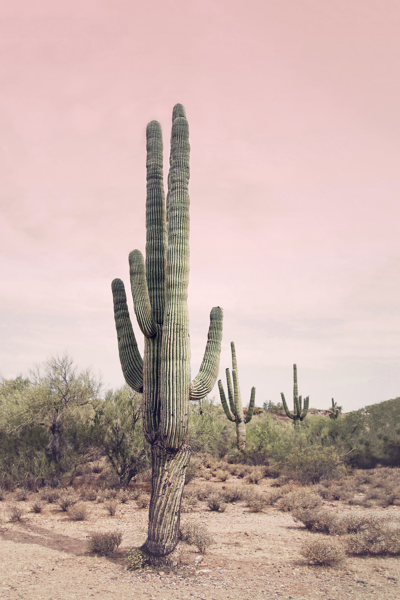 Desert Blush Wall Mural