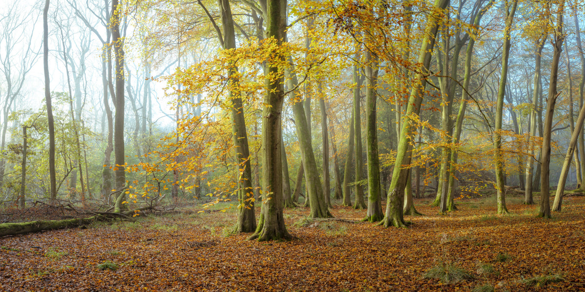 Ethereal Beauty of Woods Wall Mural in your room — zoomed