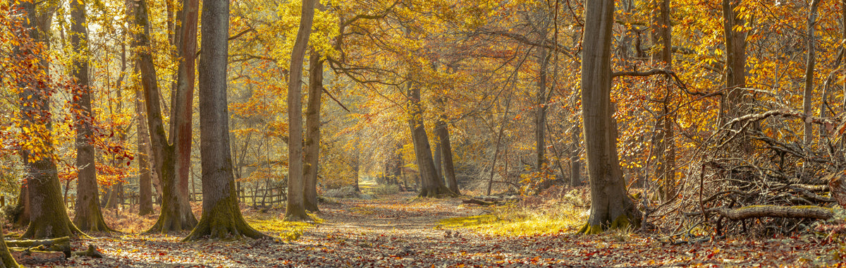 Nature’s Carpet on Forest Path Wall Mural in your room