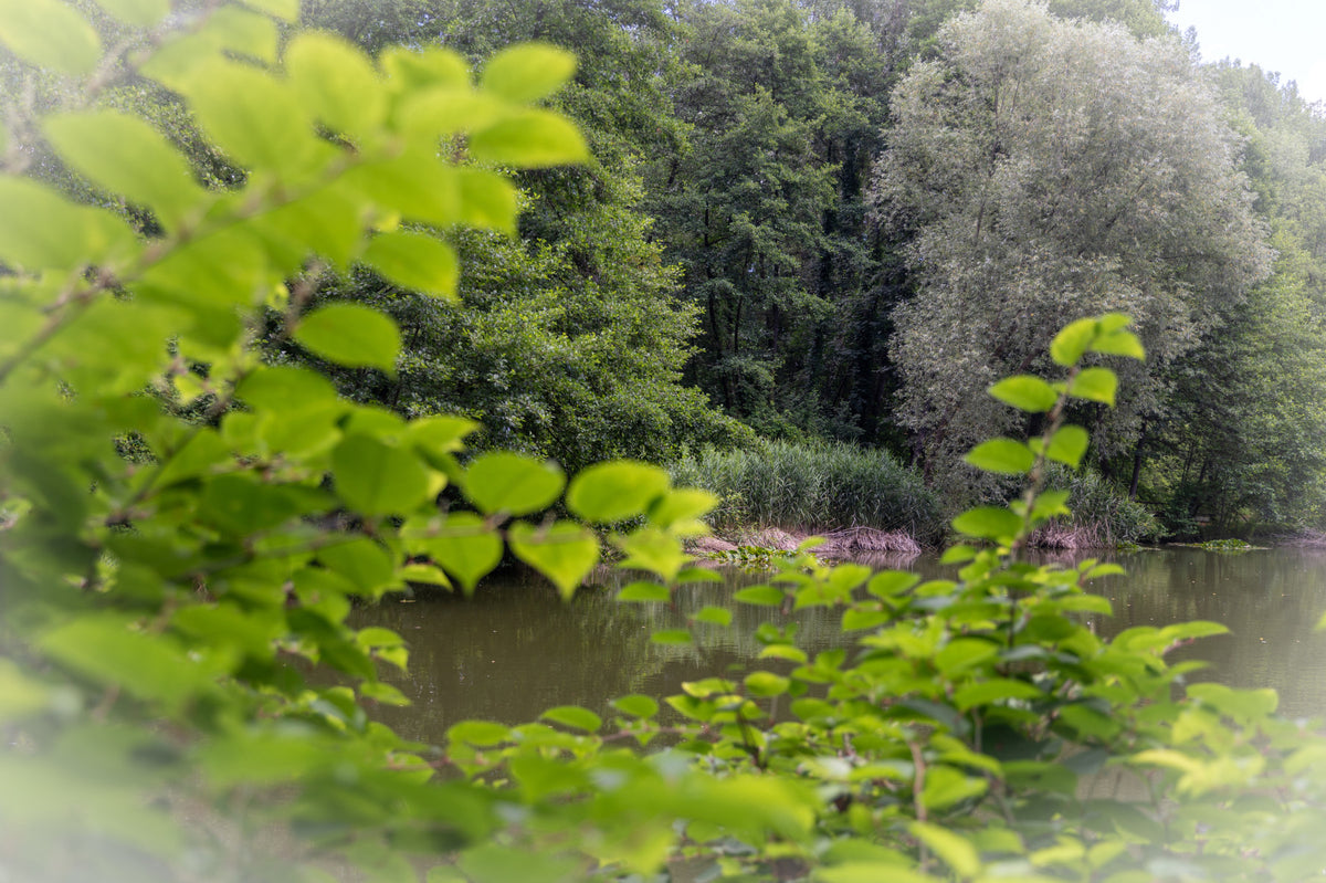 Tranquil Nature Scene with Lush Green Foliage and Serene Waters Wall Mural in your room