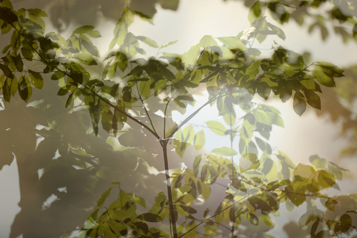 Ethereal Greenery Layered Leaf Wall Mural in your room — zoomed
