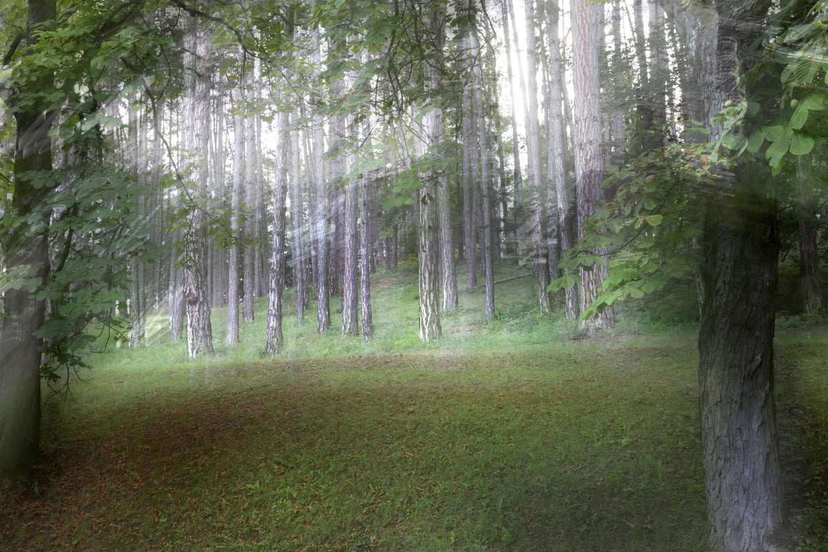 Serene Forest Landscape Photography | Ethereal Nature Print | Tranquil Greenery Wall Art Wall Mural in your room — zoomed