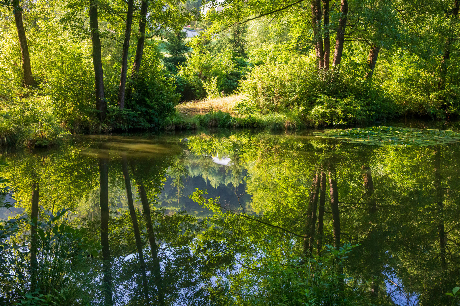 Tranquil Nature Reflection Art Print - Serene Water and Greenery Scene Wall Mural