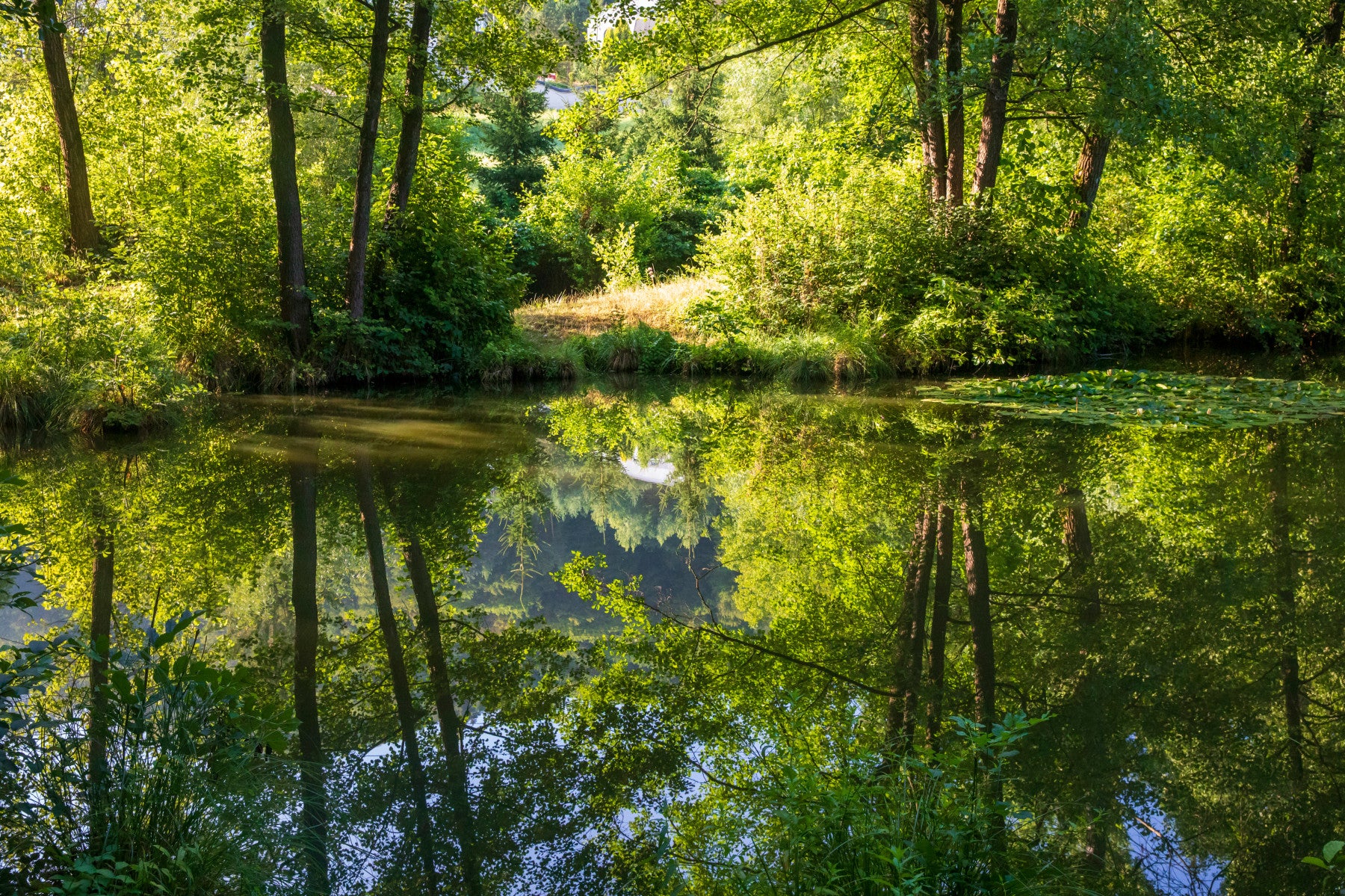 Tranquil Nature Reflection Art Print - Serene Water and Greenery Scene Wall Mural in your room — zoomed