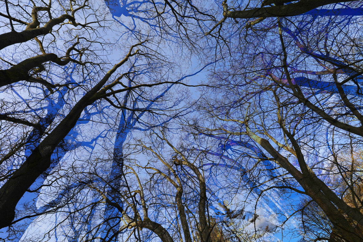 Skyward View: Abstract Tree Canopy Art Print Wall Mural in your room — zoomed