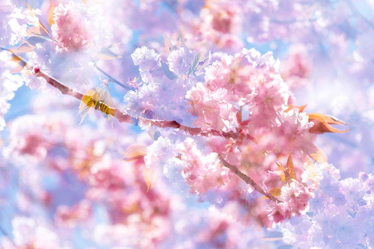 Soft Pink Blossoms Photography | Delicate Spring Floral Art | Serene Nature Decor Wall Mural in your room