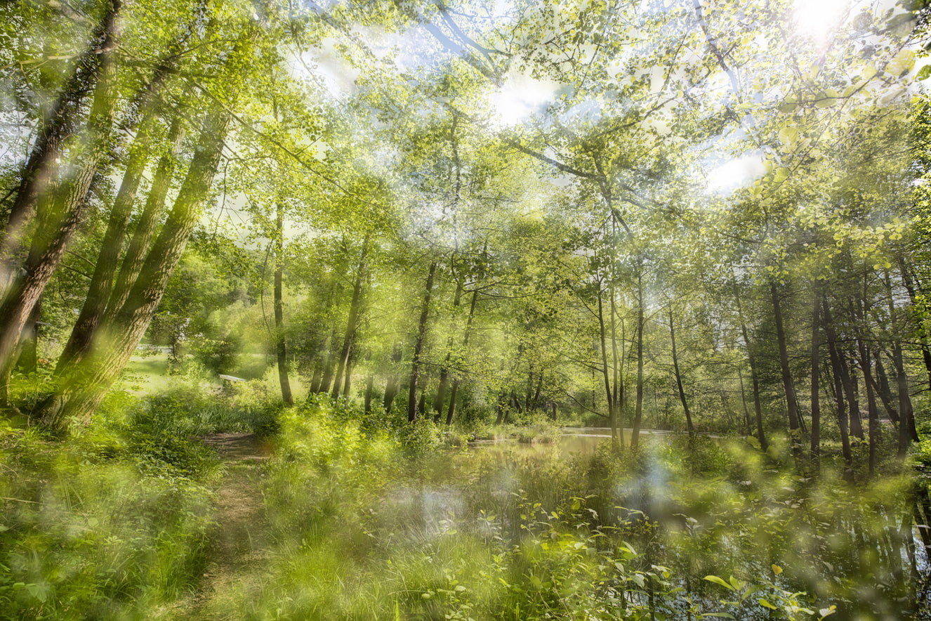 Tranquil Forest Reflection Art Print | Serene Nature Photography | Greenery Landscape Decor Wall Mural