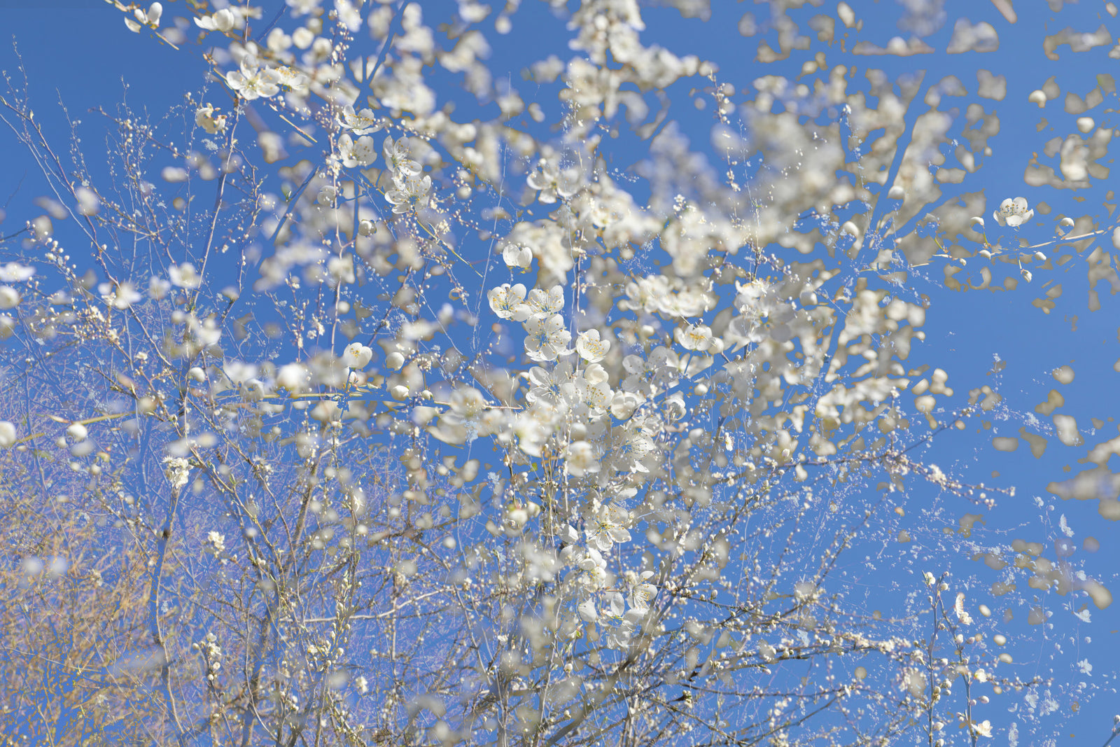 White Blossoms Against a Clear Blue Sky - Spring Nature Photography Wall Mural