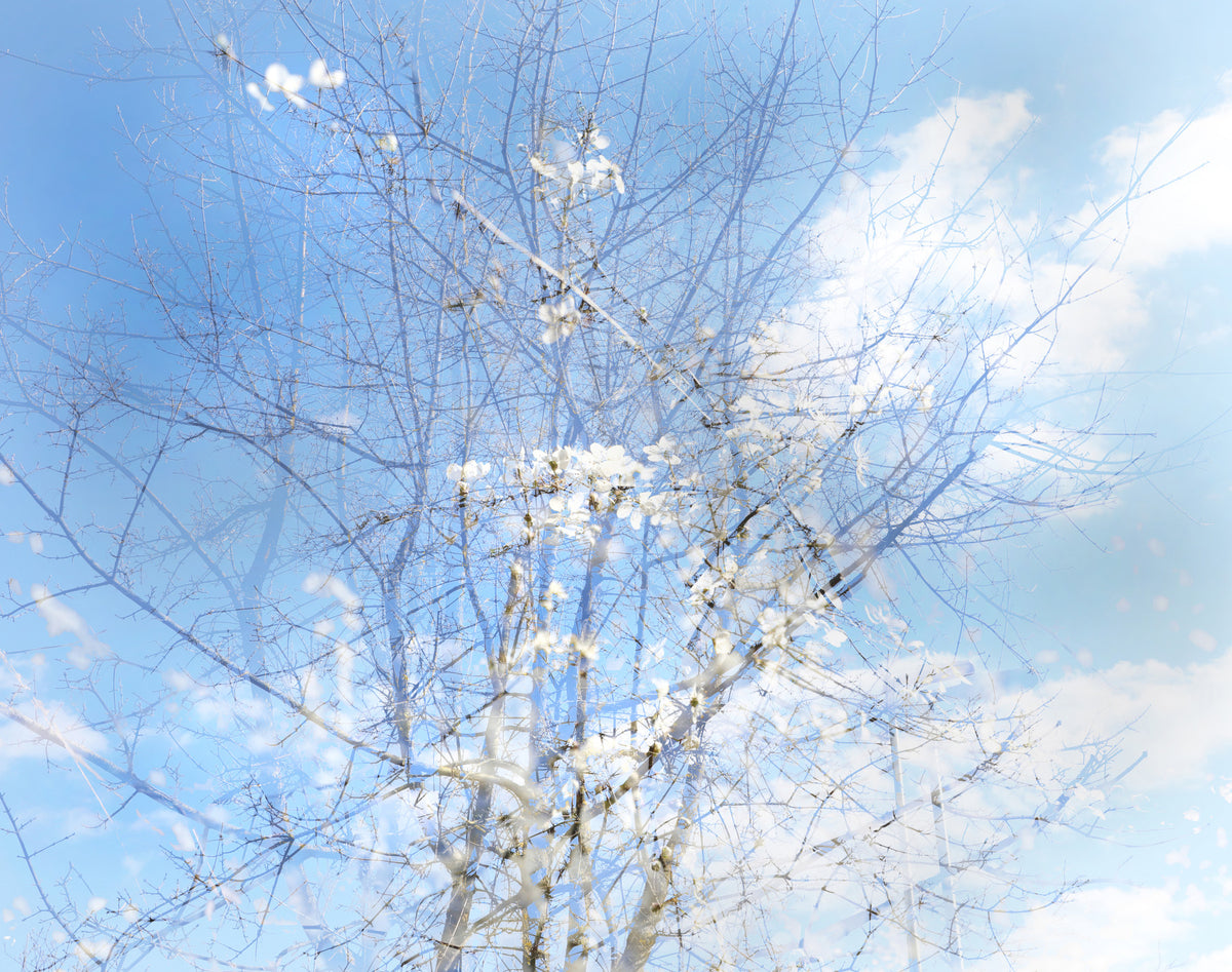 Ethereal Floral Sky Art | Serene Nature Photography | Dreamy Blossoms & Branches Wall Mural in your room