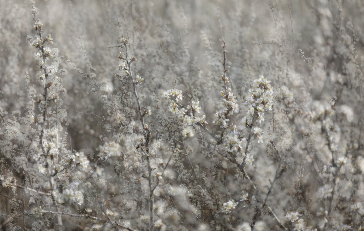 Ethereal Blossoms: Soft Floral Photography Wall Mural in your room — zoomed
