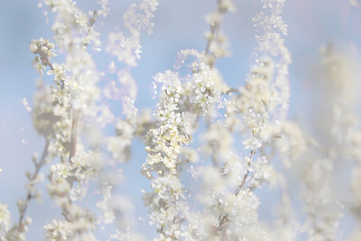 Ethereal Blossom Photography - Soft White Floral Art Print Against Blue Sky Wall Mural in your room