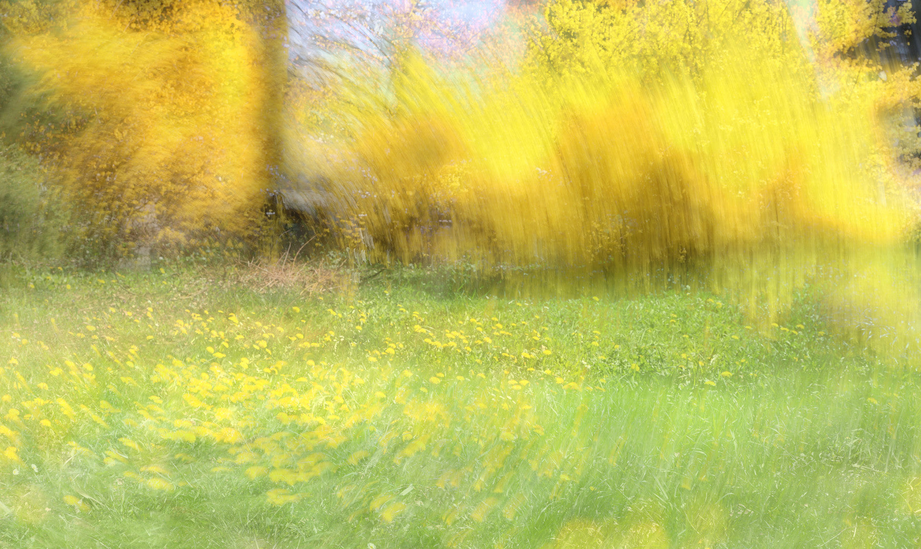 Golden Meadow Abstract Art - Vibrant Nature Landscape Print Wall Mural