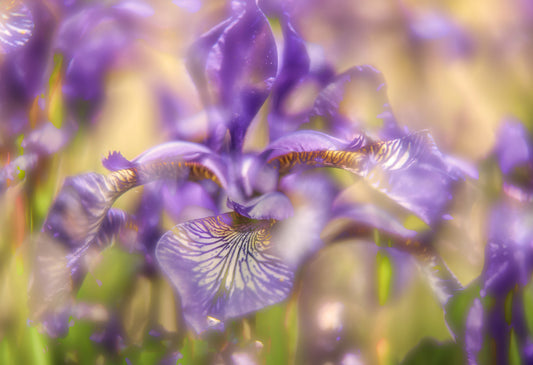 Ethereal Purple Iris Art Print | Delicate Floral Photography | Nature Wall Decor Wall Mural