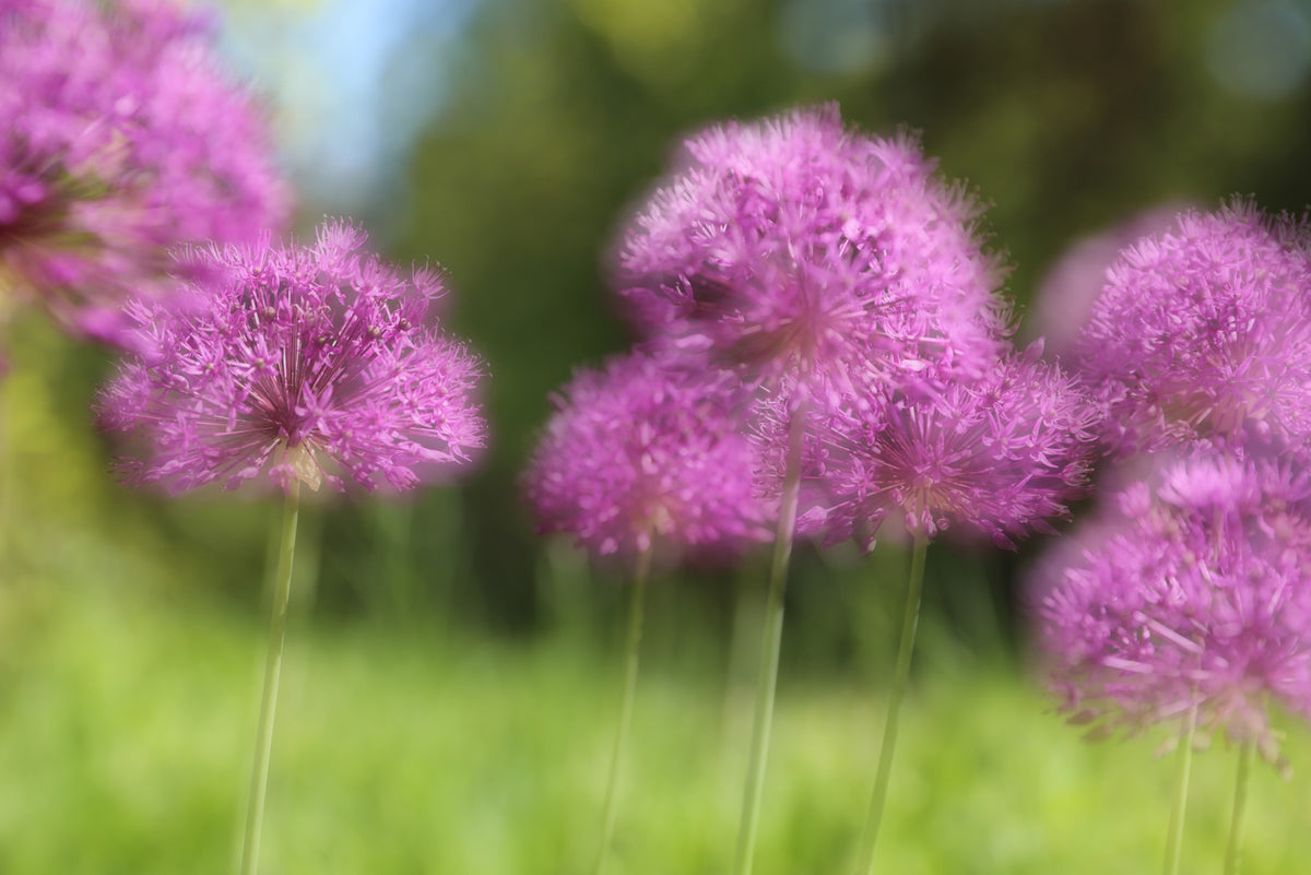 Soft Purple Allium Blooms | Blurred Floral Photography | Nature Wall Art Wall Mural in your room — zoomed