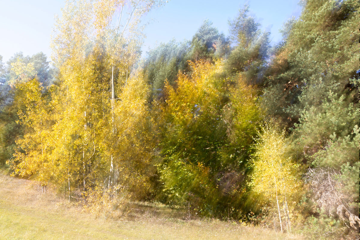 Autumn's Whisper: Blurred Nature Photography of Golden Trees Wall Mural in your room