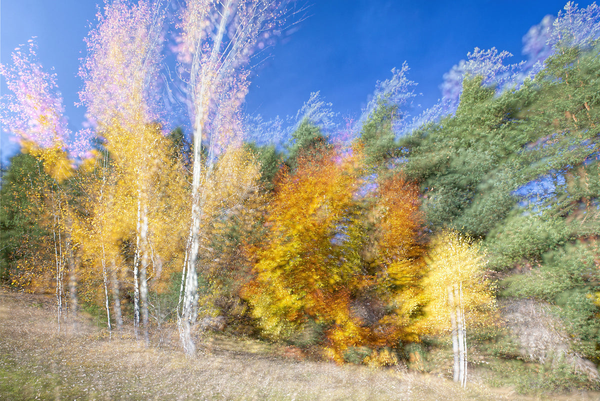 Autumn Forest Dance - Colorful Abstract Nature Photography Wall Mural in your room — zoomed