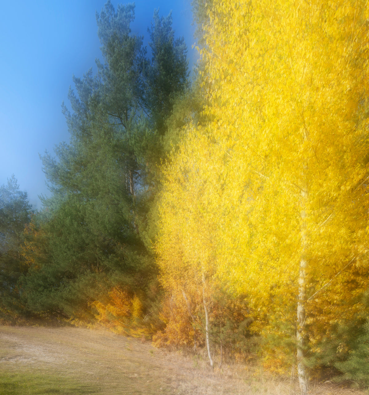 Autumn Whisper Abstract Yellow and Green Landscape Photography Wall Mural in your room — zoomed