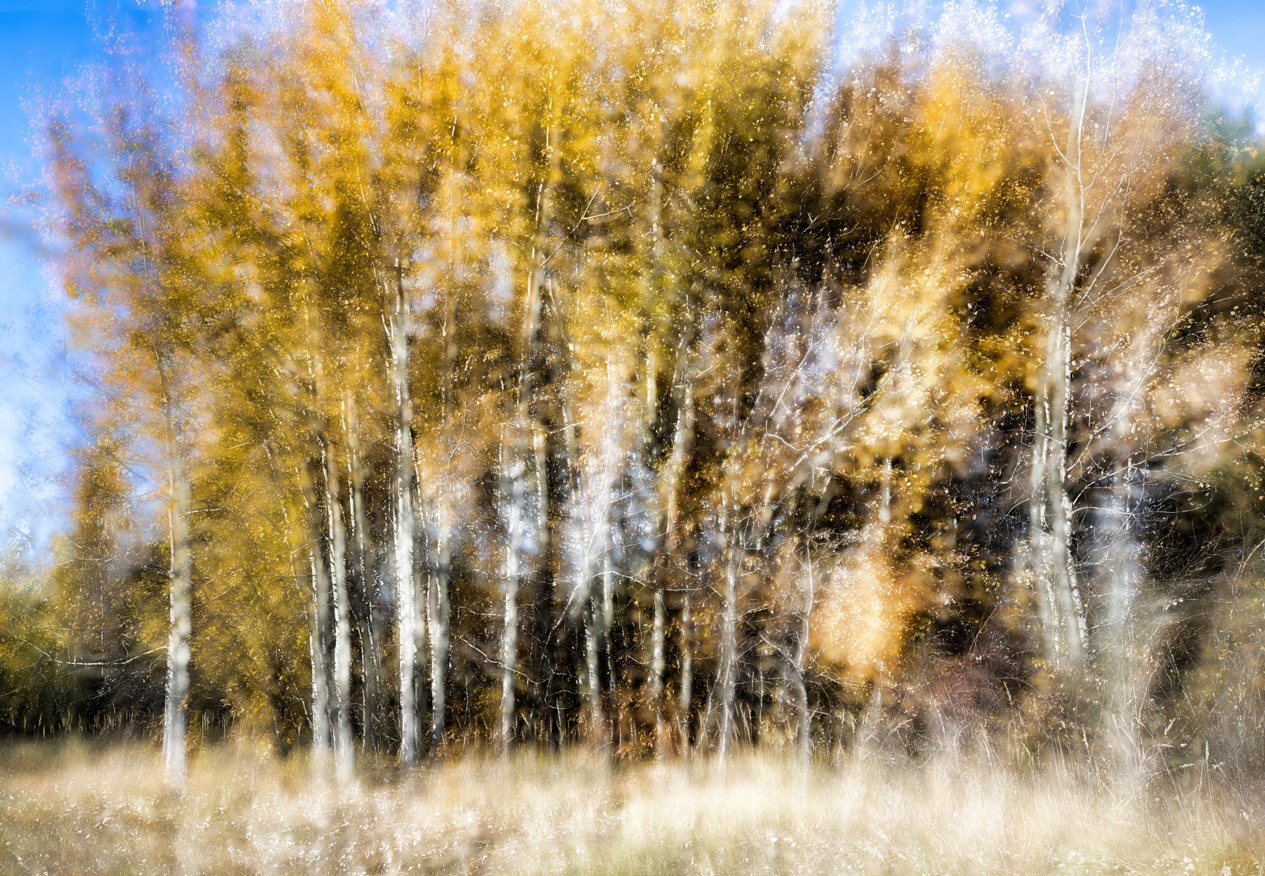 Autumn Whisper Blurred Trees in Golden Hues Wall Mural