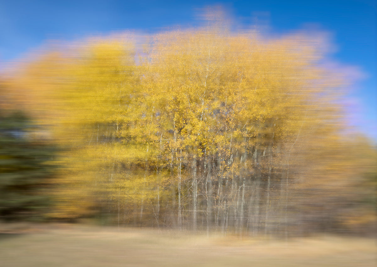 Autumn Trees in Motion - Abstract Nature Photography Wall Mural in your room
