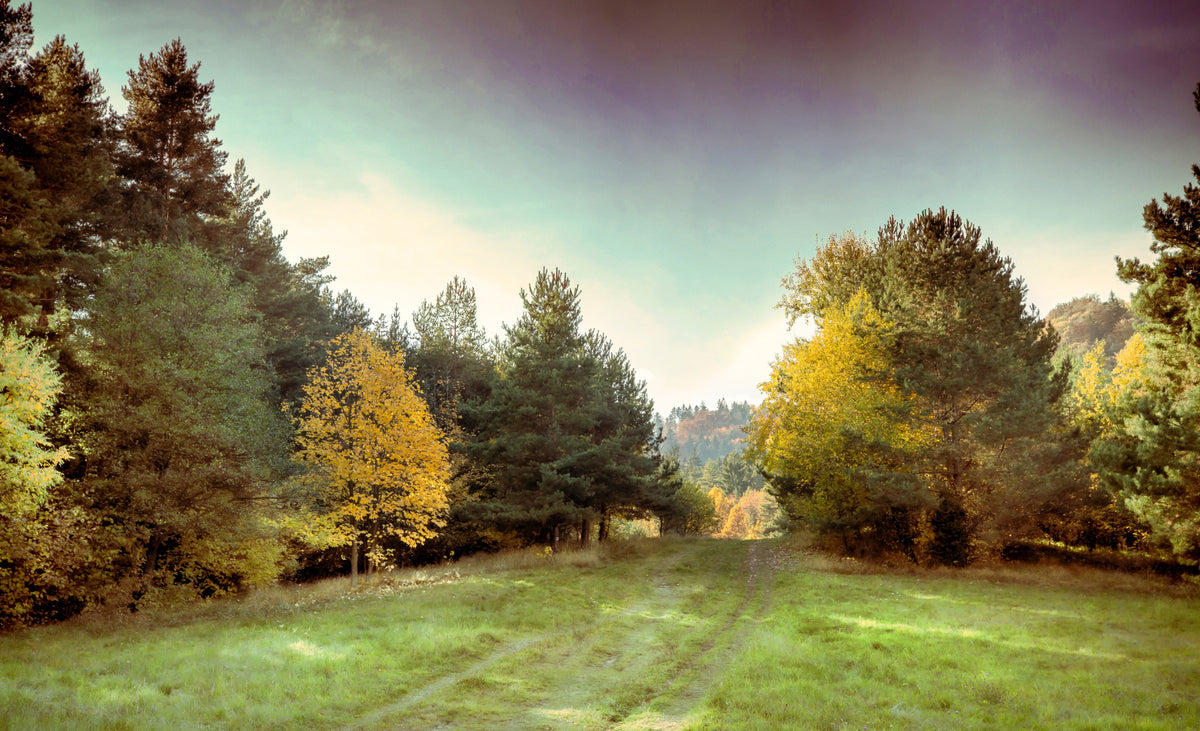 Serene Autumn Landscape Photography - Tranquil Forest Pathway Art Print Wall Mural in your room