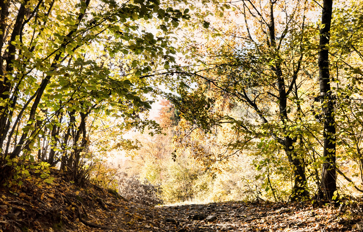Autumn Pathway Through Golden Leaves - Nature Photography Print Wall Mural in your room