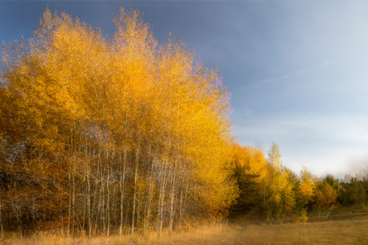 Golden Autumn Trees - Nature Photography Print - Fall Landscape Art Wall Mural in your room — zoomed