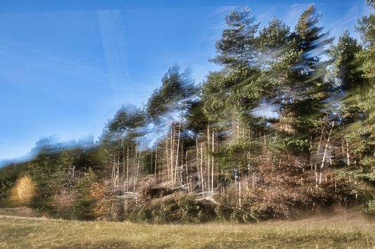 Ethereal Forest Motion Photography | Abstract Nature Art Print Wall Mural