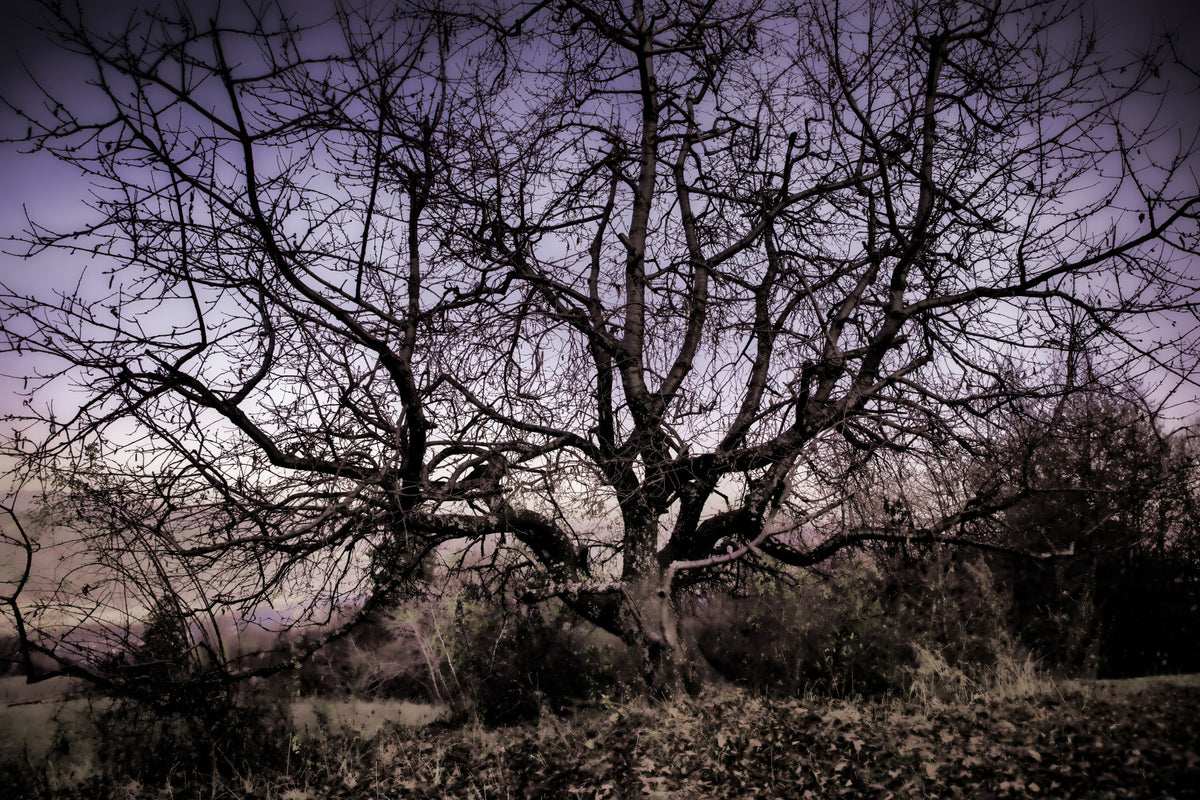 Twisted Tree Silhouette | Moody Landscape Photography | Barren Beauty Wall Mural in your room — zoomed