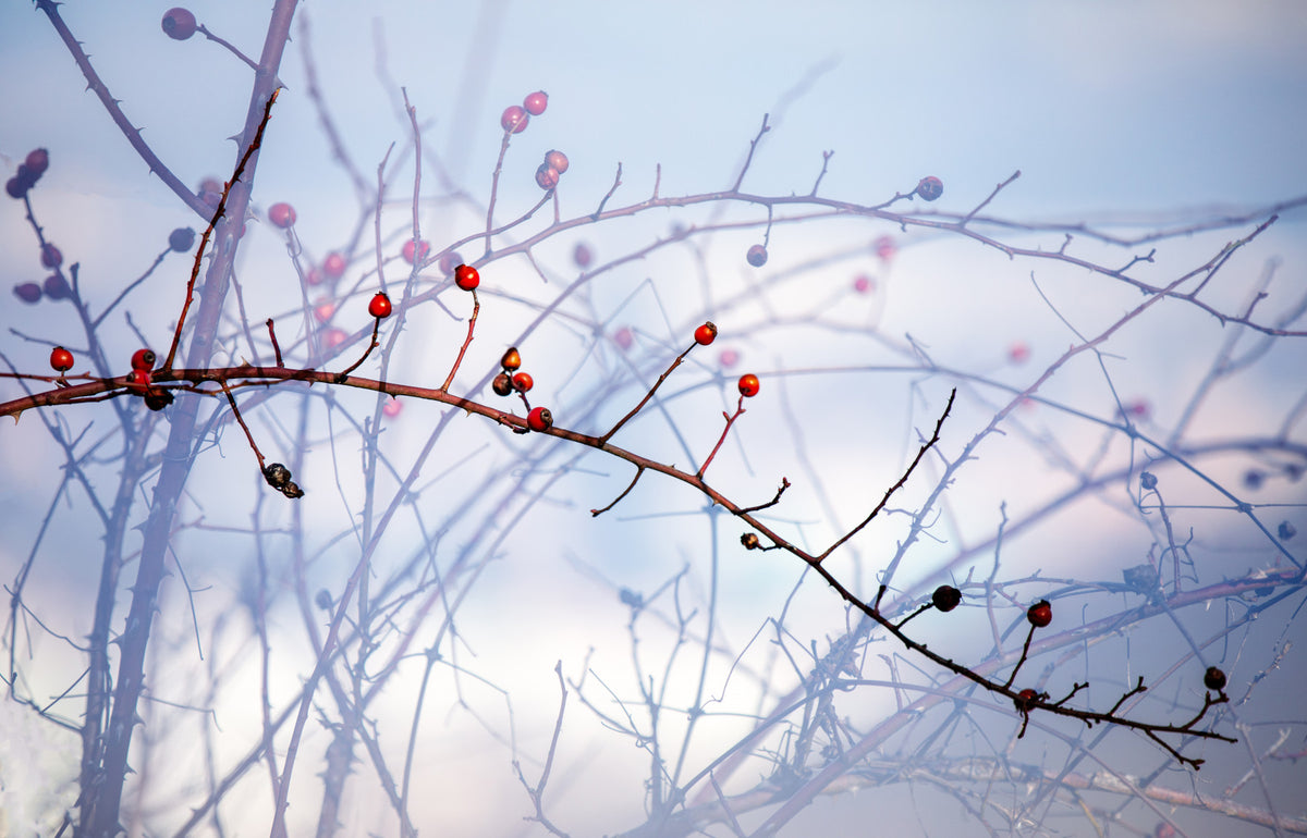 Winter Berries on Twigs - Nature Photography Print Wall Mural in your room — zoomed