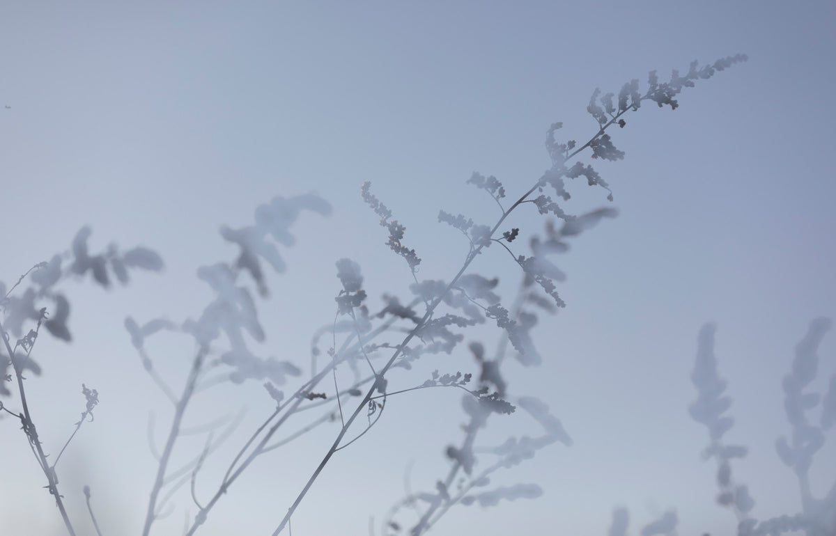 Ethereal Botanical Photography - Soft Focus Floral Art Print Wall Mural in your room — zoomed