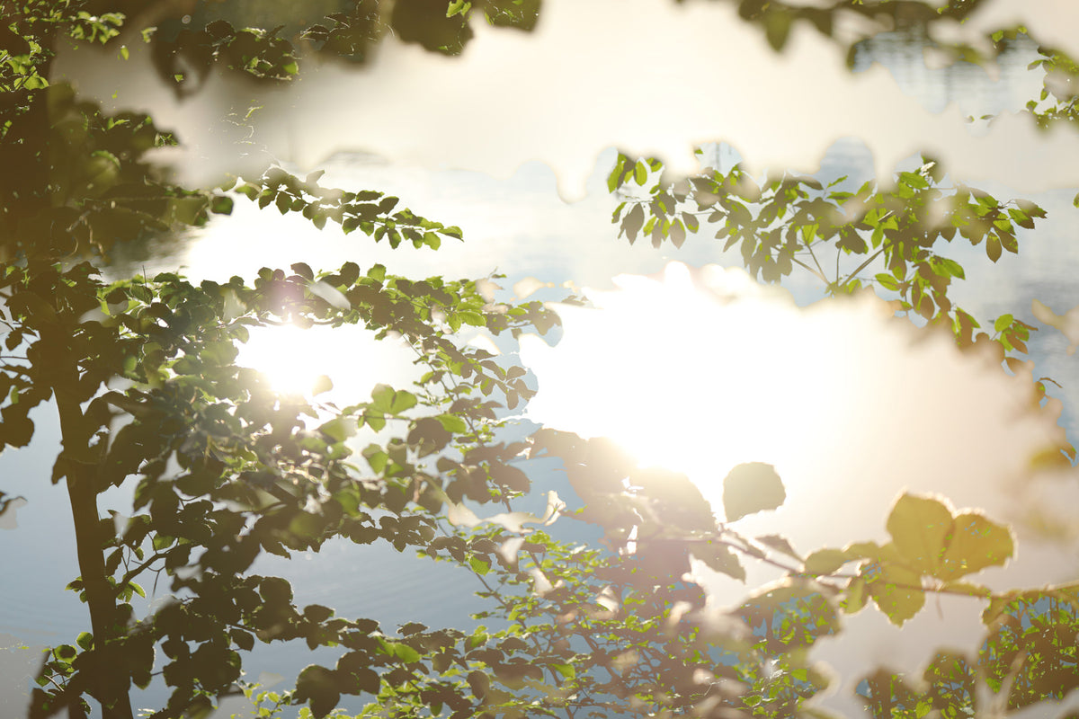 Serene Reflection of Nature Leafy Water Scene Photography Wall Mural in your room