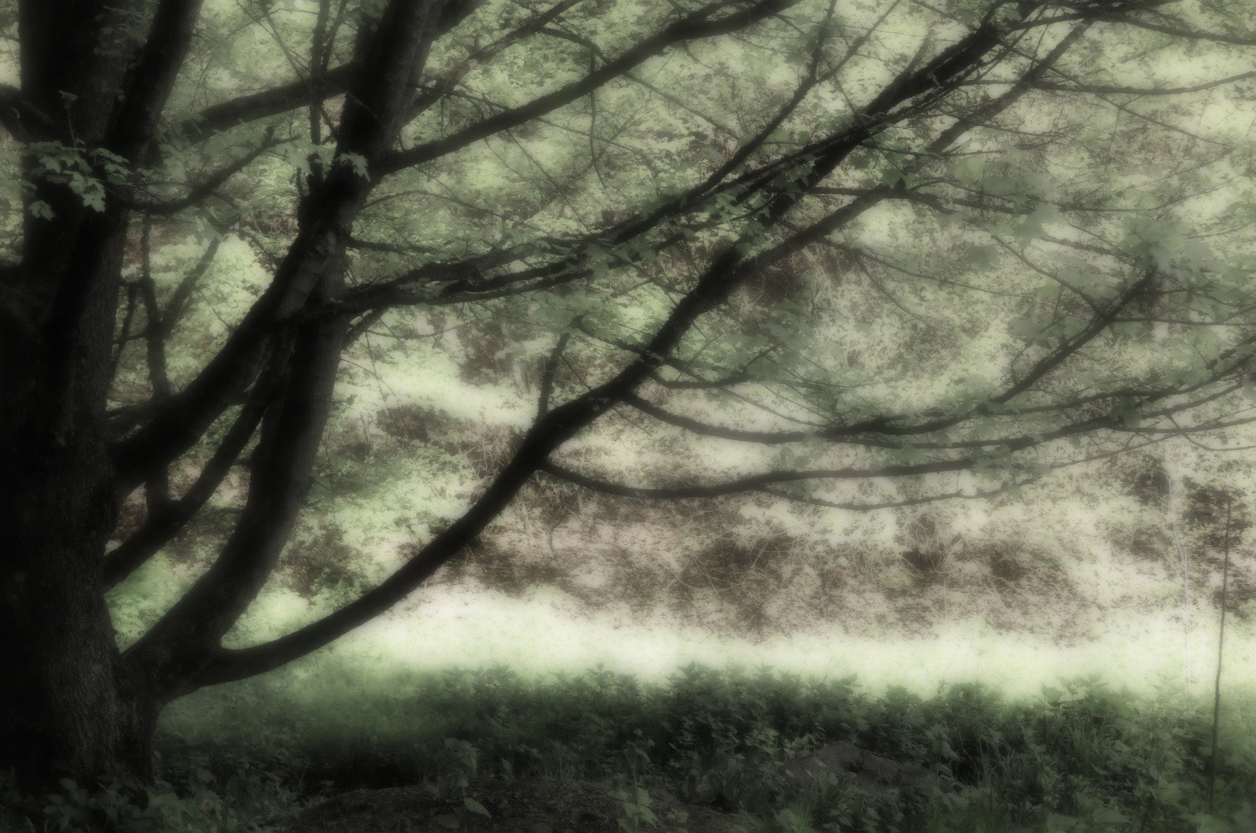 Ethereal Tree Art Print | Serene Nature Photography | Soft Green Landscape Decor Wall Mural