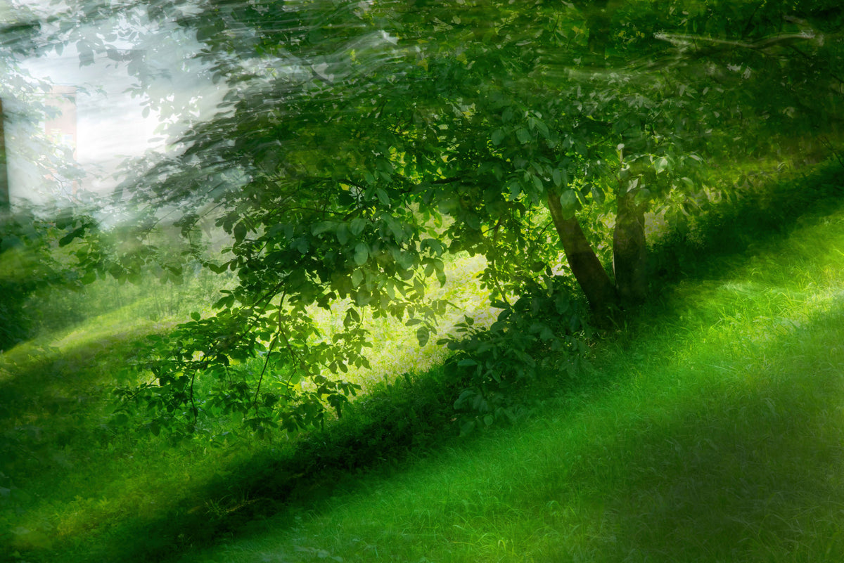 Serene Green Landscape Photography - Tranquil Tree and Lush Grass Scene Wall Mural in your room — zoomed