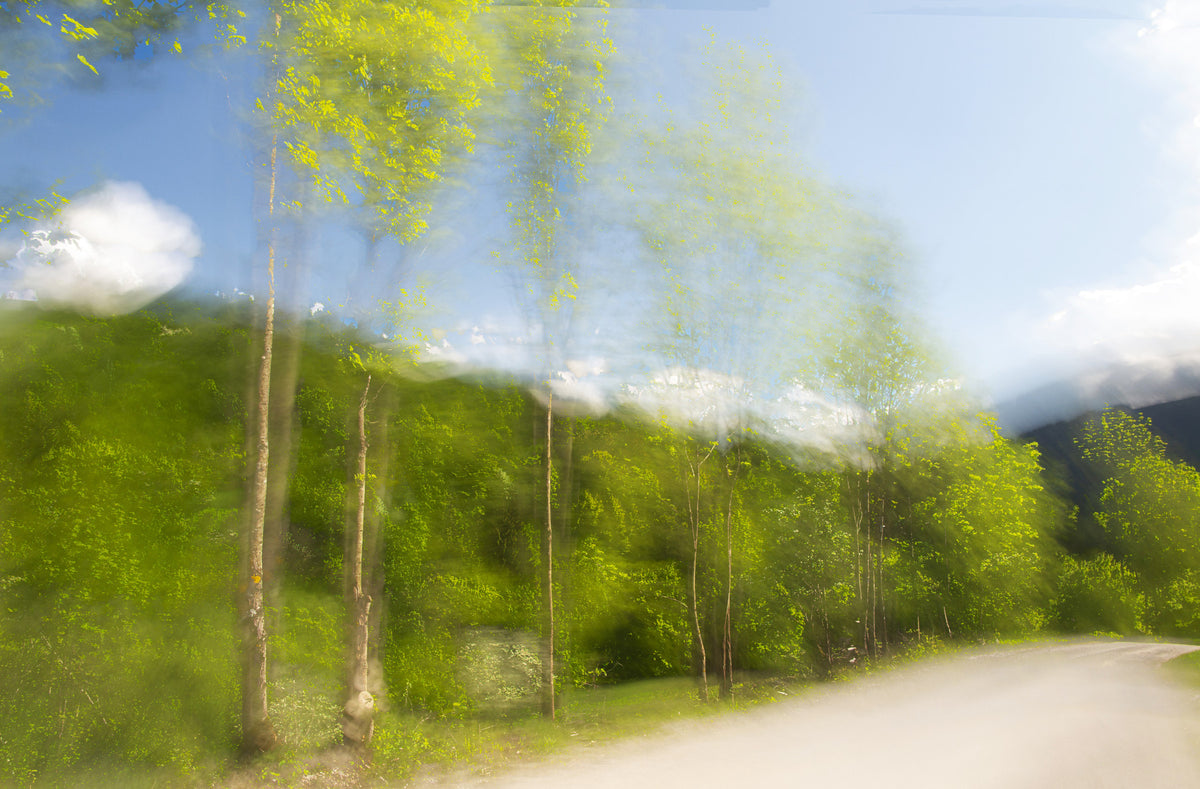 Whispering Greens Blurred Nature Photography of Trees and Sky Wall Mural in your room