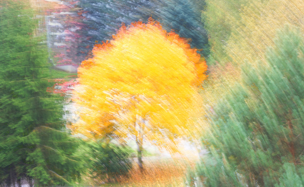 Golden Autumn Tree - Abstract Nature Photography - Vibrant Fall Colors Wall Mural in your room