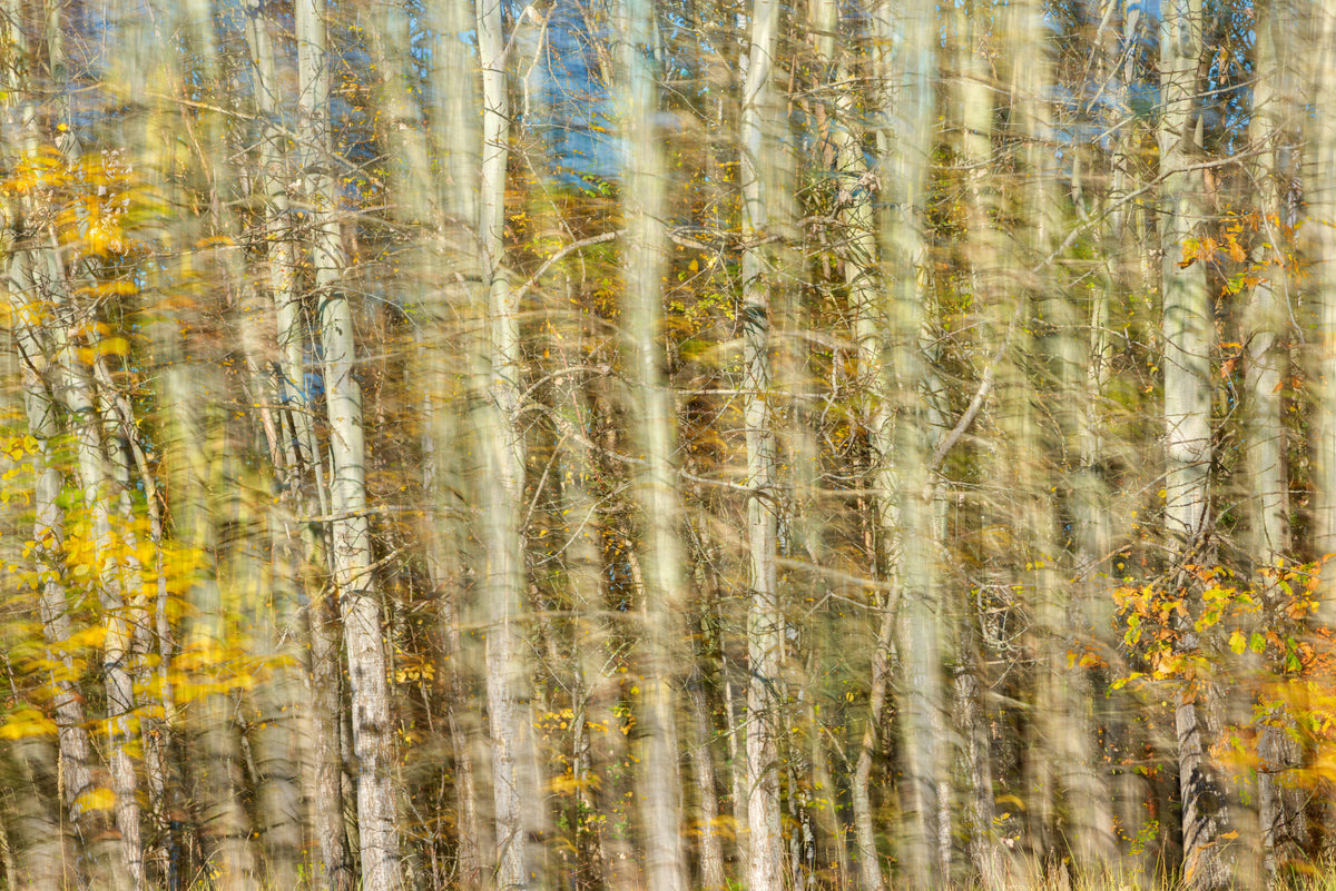 Blurred Autumn Forest Photography | Nature Art Print | Colorful Tree Landscape Wall Mural in your room — zoomed